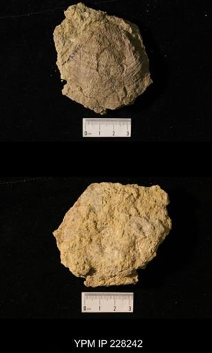 Juresania ovalis