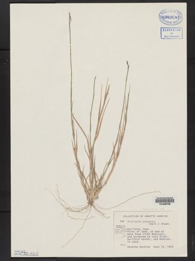 Triplasis purpurea