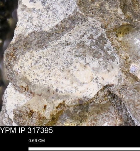 undet. Mollusca