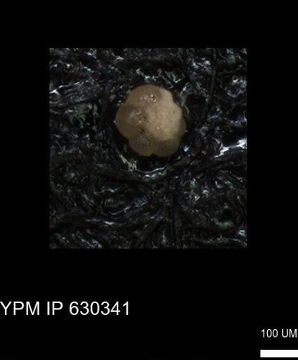 undet. Foraminiferida
