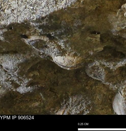 undet. Mollusca