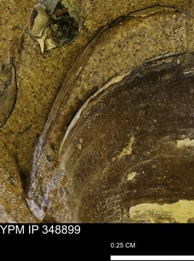 undet. Bivalvia