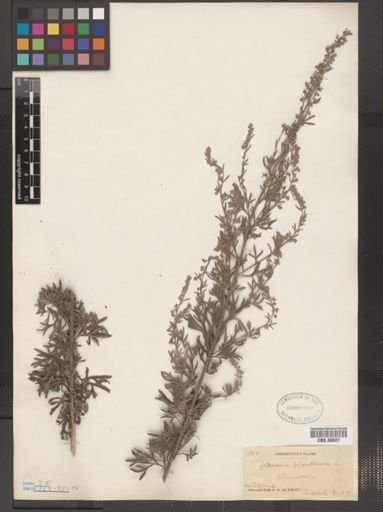 Artemisia absinthium
