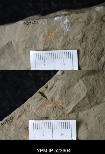 undet. Arthropoda