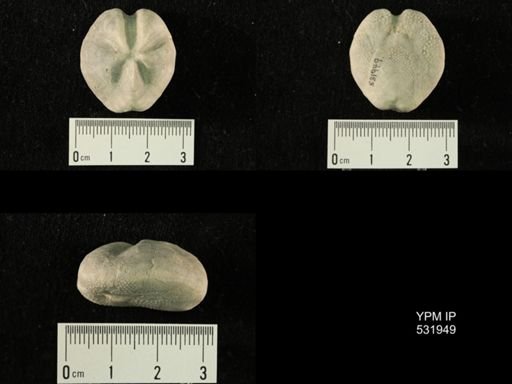 Linthia variabilis
