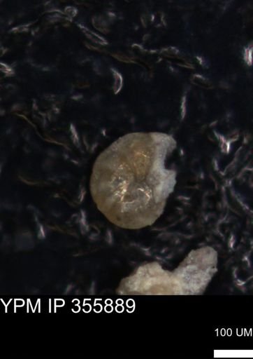 undet. Foraminiferida