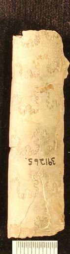 Baculites