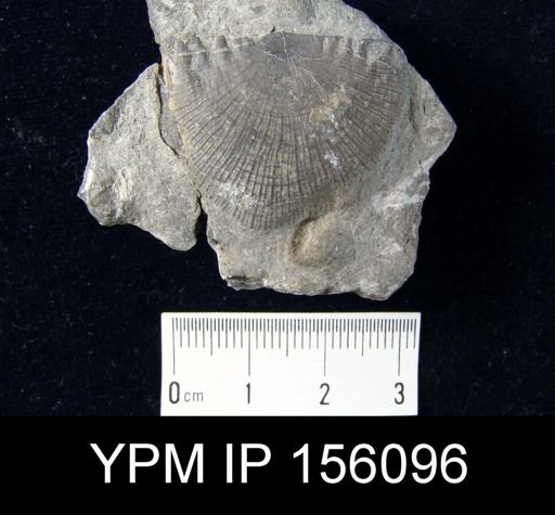 Strophomena planocorrugata