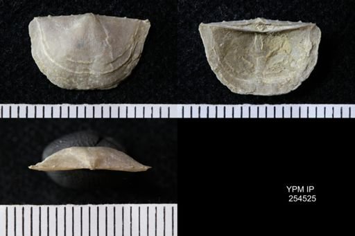 Chonetes sp.