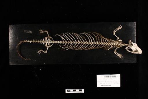 Tiliqua scincoides