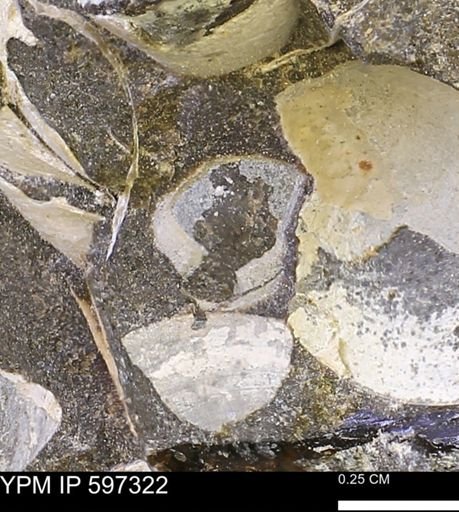 Limopsis striatopunctatus