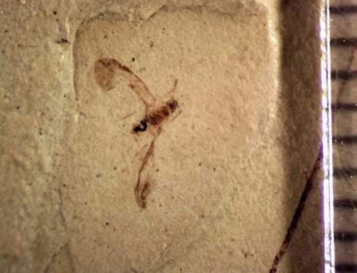 undet. Psocoptera