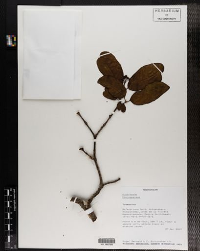 Plantae
