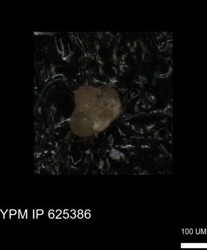 undet. Foraminiferida