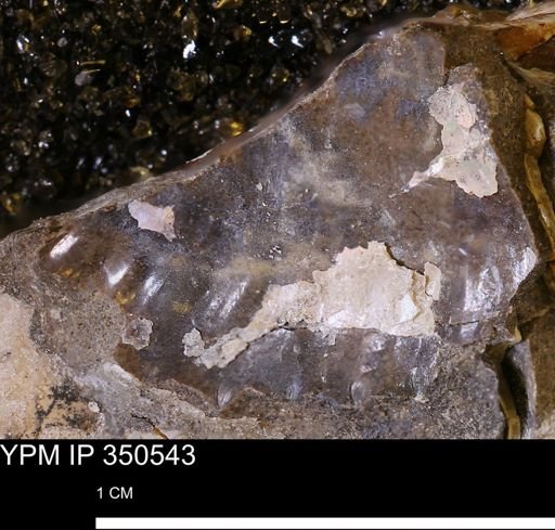 undet. Ammonoidea