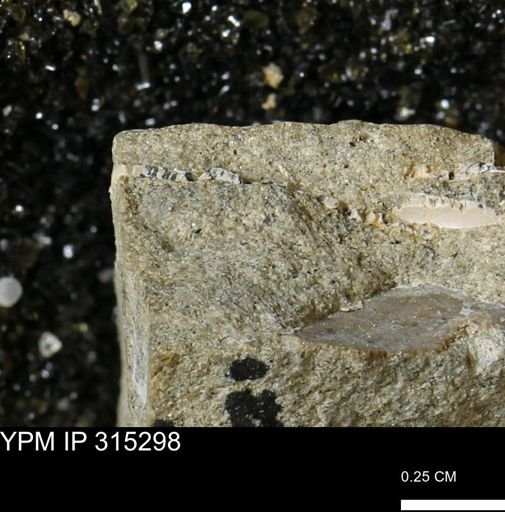 undet. Mollusca