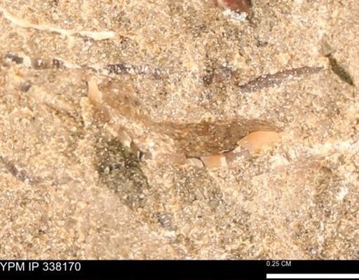 undet. Mollusca