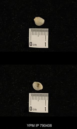 undet. Brachiopoda