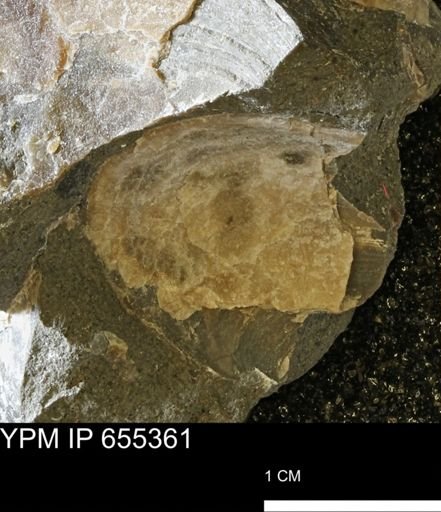 undet. Bivalvia