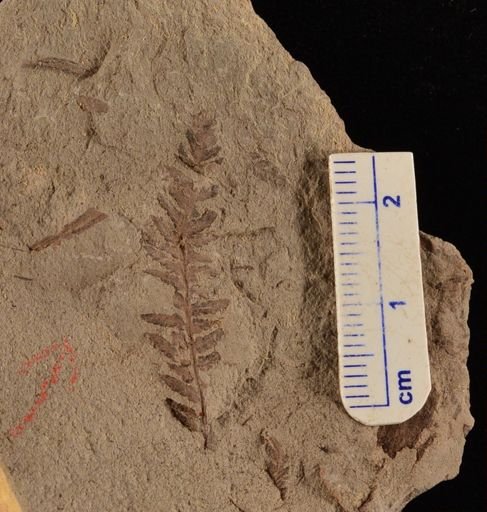 Cladophlebis sp.