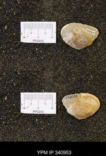 Corbicula sp.