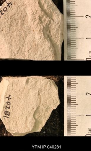 Hexapoda