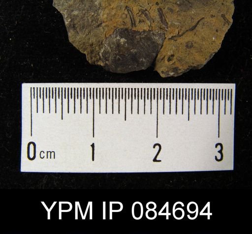 Sowerbyella transversalis