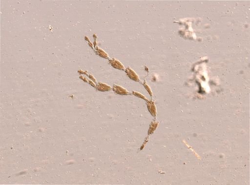 Bryozoa
