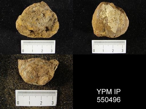 Productus magnicostatus