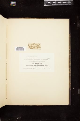 Chroococcus turgidus