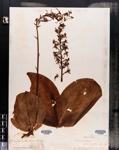 Habenaria orbiculata