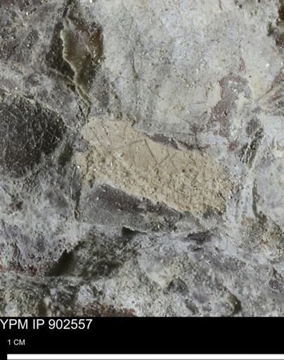 undet. Bivalvia
