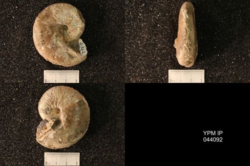 Hoploscaphites nicolletii