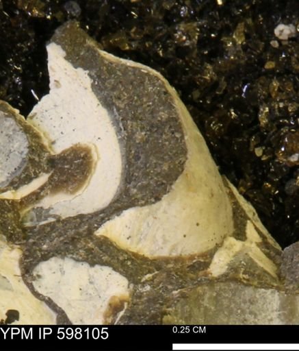Limopsis striatopunctatus