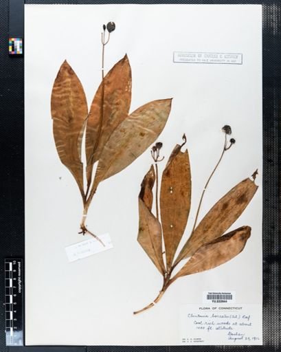 Clintonia borealis