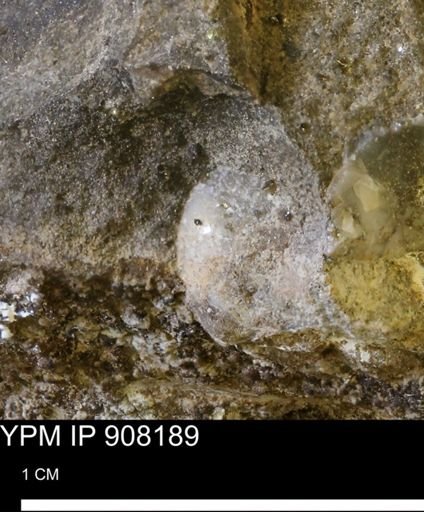 Oxytoma (Hypoxytoma) sp.