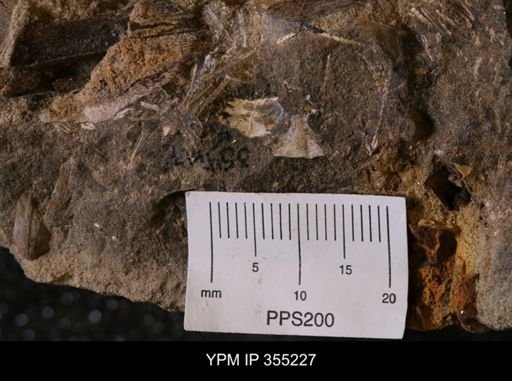 Hoploscaphites sp.