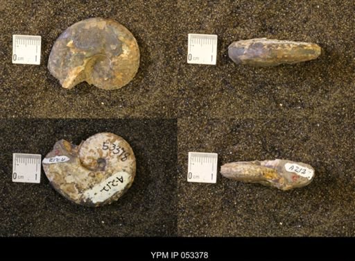 Discoscaphites conradi