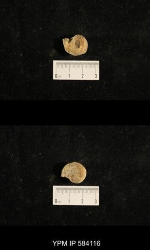 Euphemites carbonarius
