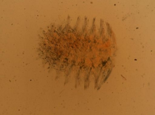 Lepidonotus squamatus?