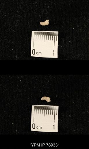 taxon undetermined