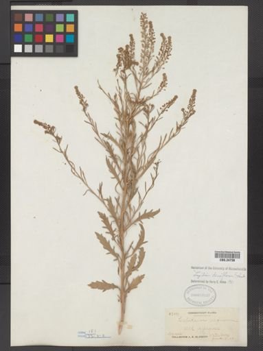 Lepidium densiflorum