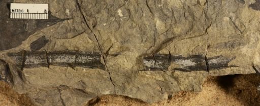 Neocalamites vaganta