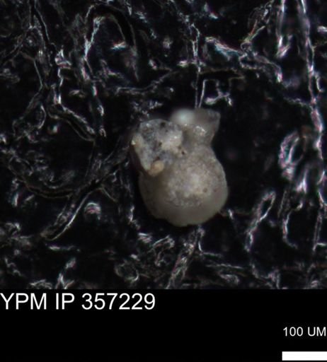 undet. Foraminiferida