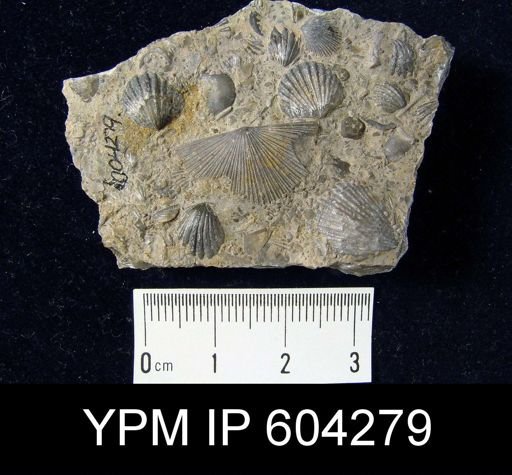 Anoplotheca hemispherica
