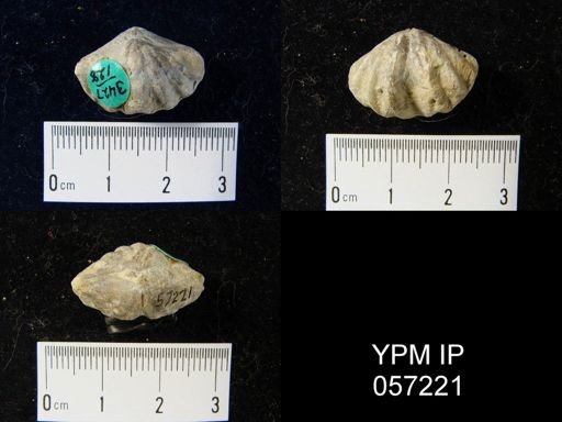 Delthyris octocostata