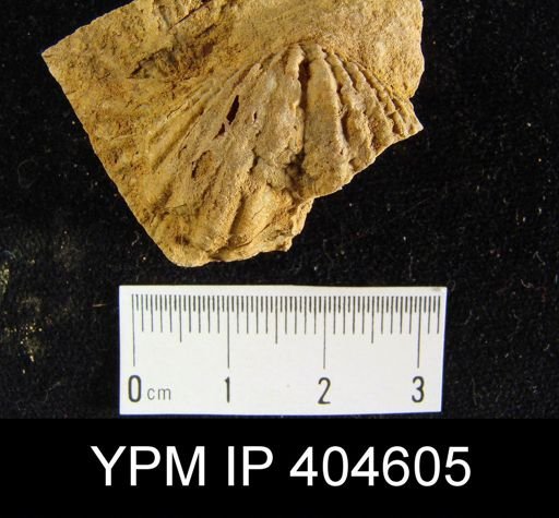 Delthyris sp.