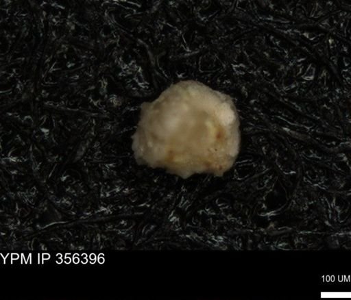 undet. Foraminiferida