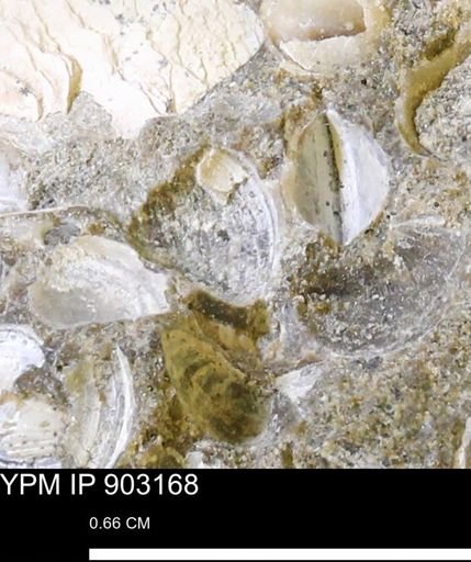 undet. Bivalvia