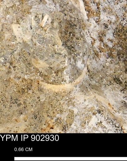 undet. Mollusca